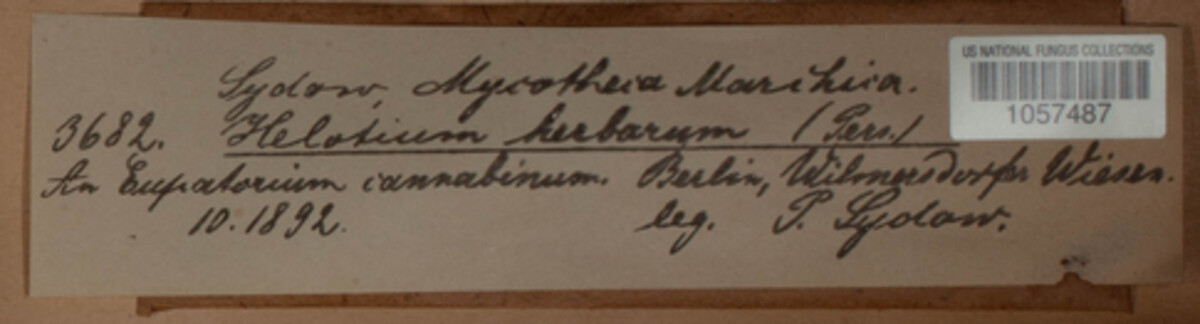 Calycina herbarum image
